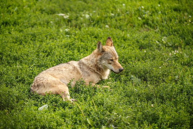 Lupo grigio selvaggio