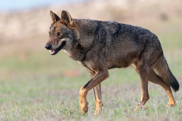 Lupo iberico Canis lupus signatus Zamora Spagna