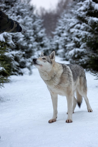 Lupo in un inverno nevoso forestx9xA