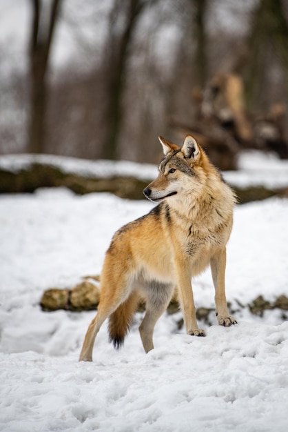 Lupo nella foresta con sfondo invernale