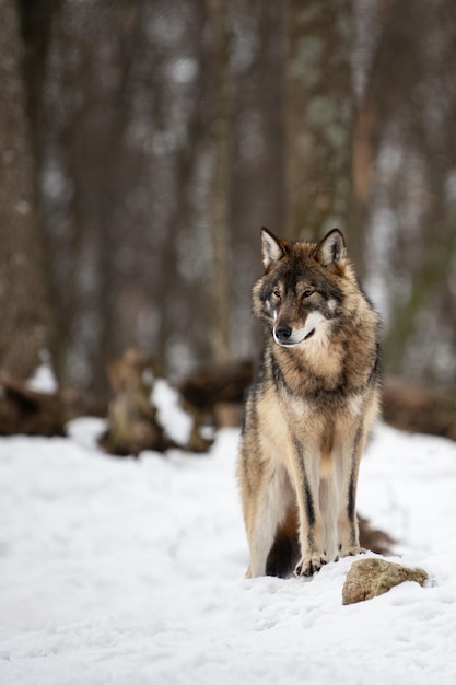 Lupo nella foresta con sfondo invernale