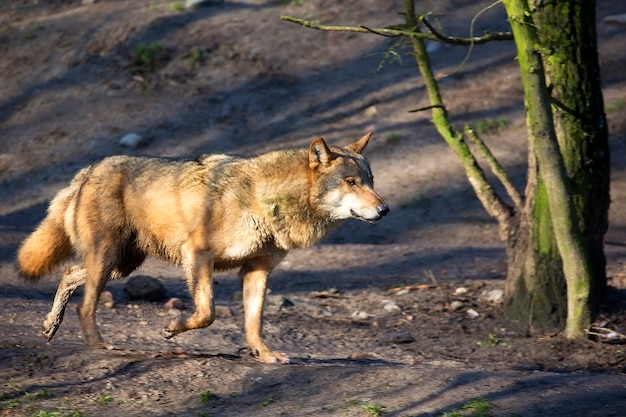 Lupo nella foresta in fuga