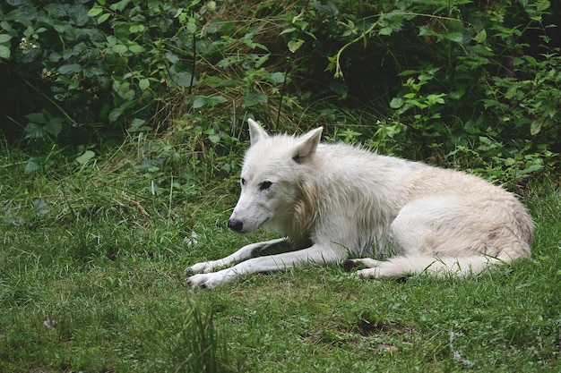 Lupo nella foresta