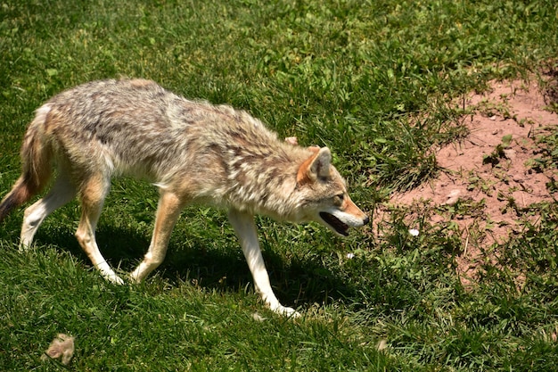 Lupo selvatico della prateria noto anche come coyote nel South Dakota