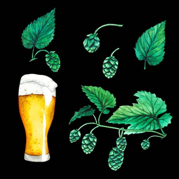 Luppolo verde fresco Bicchiere di birra Illustrazione disegnata a mano in acquerello per l'Oktoberfest Schizzo su sfondo nero per ornamento o qualsiasi disegno