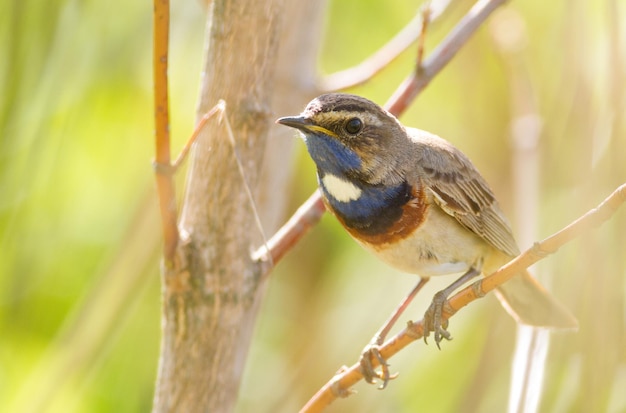 Luscinia svecica Cyanecula svecica Pettazzurro L'uccello maschio si siede su un ramo