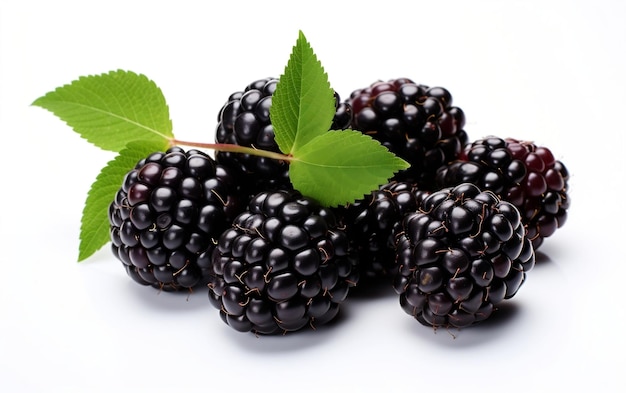 Luscious Blackberries Ingrediente App Icon Ricetta Emblema Generativa AI