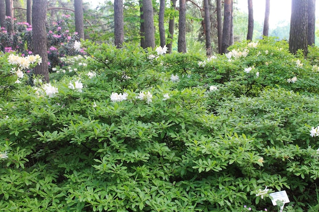 Lussureggiante cespuglio bianco di fiori di rodendro in una sera d'estate