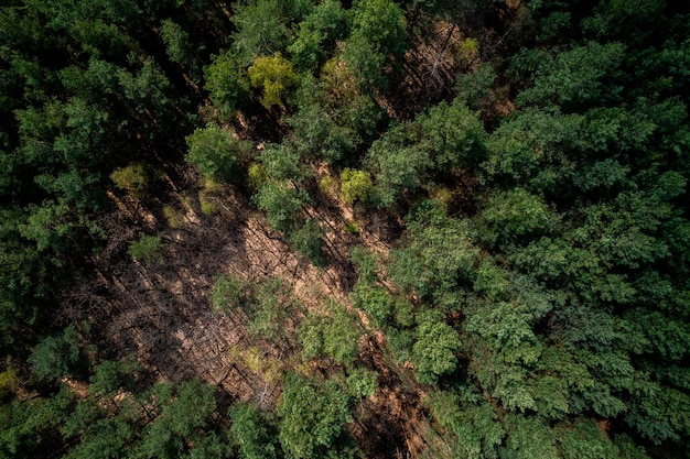 Lussureggianti alberi verdi nella foresta a Spring Drone View