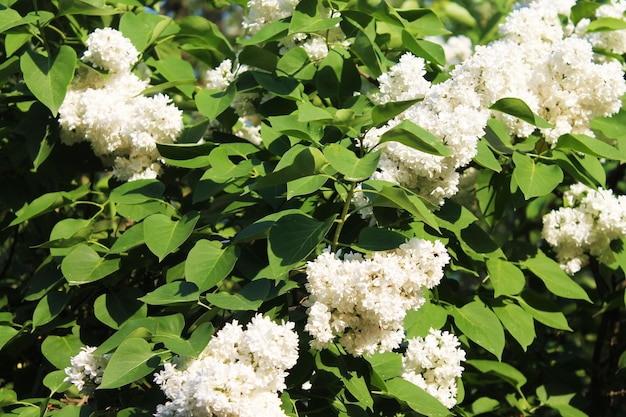 Lussureggianti boccioli di lillà bianco volgevano gli occhi al sole