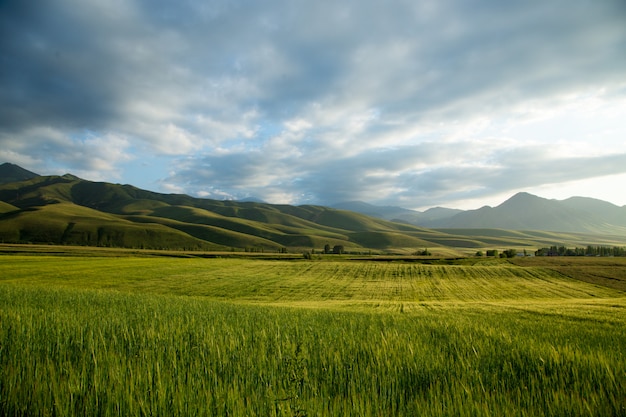 Lussureggianti colline verdi.