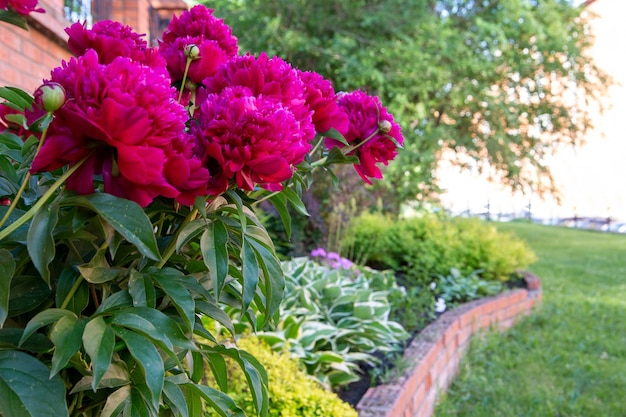 Lussureggianti peonie bordeaux tra le altre piante perenni in un'aiuola Fiori perenni landscape design