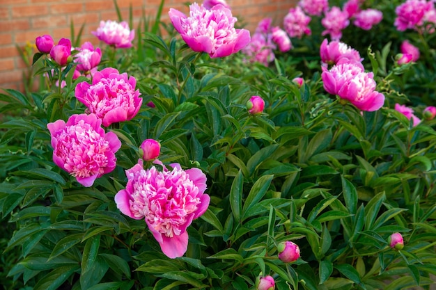 Lussureggianti peonie rosa che fioriscono in un letto di fiori Fiori perenni landscape design