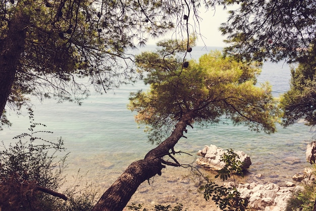Lussureggianti pini sempreverdi sul turchese mare Adriatico