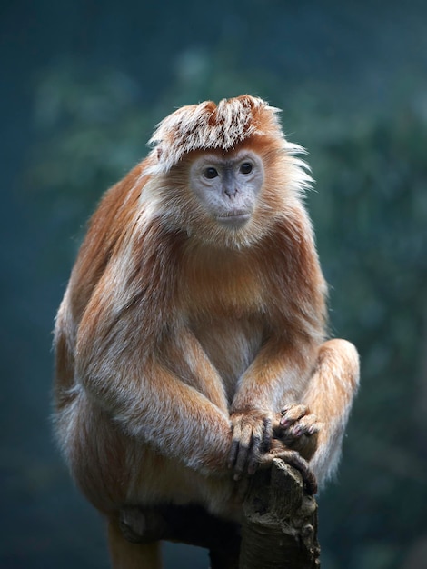 Lutung di Giava Trachypithecus auratus