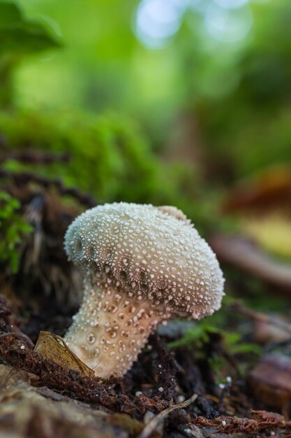 Lycoperdon perlatum