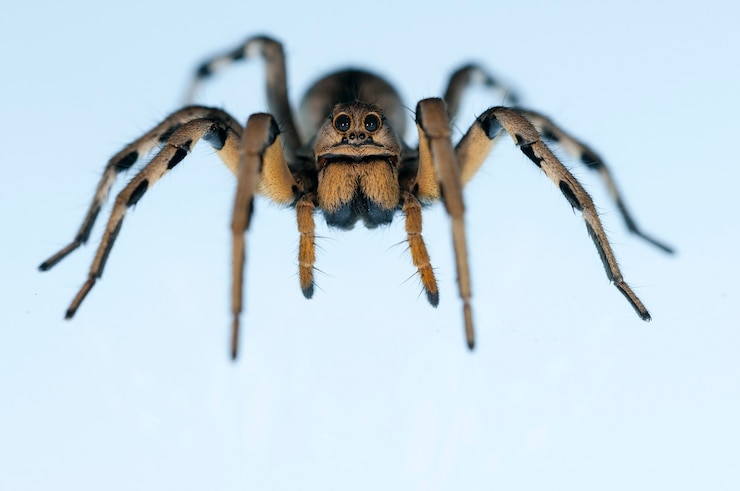 Foto lycosa fasciventris. famiglia lycosidae. ragno isolato su sfondo bianco