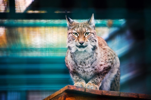 Lynx Gatto selvatico eurasiatico