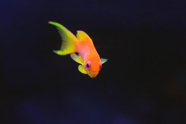 Lyretail Anthias Coralfish - (Pseudanthias squamipinnis)