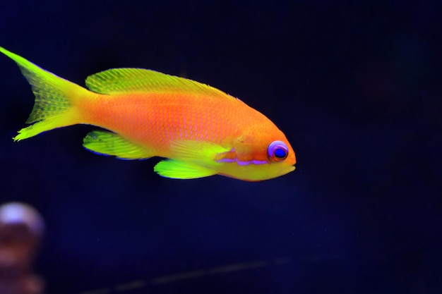 Lyretail Anthias Coralfish - (Pseudanthias squamipinnis)