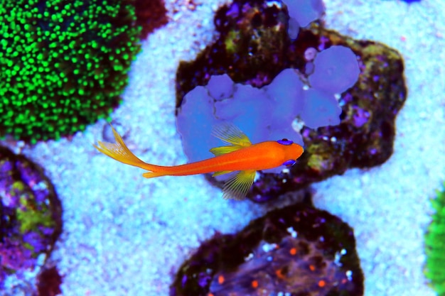 Lyretail Anthias Coralfish - (Pseudanthias squamipinnis)