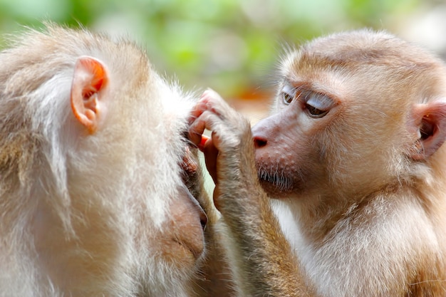 Macaca fascicularis a coda lunga