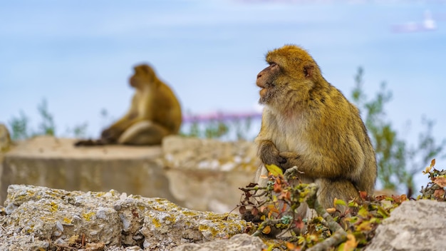 Macachi che abitano in alto sulla roccia della riserva naturale di Gibraltrar