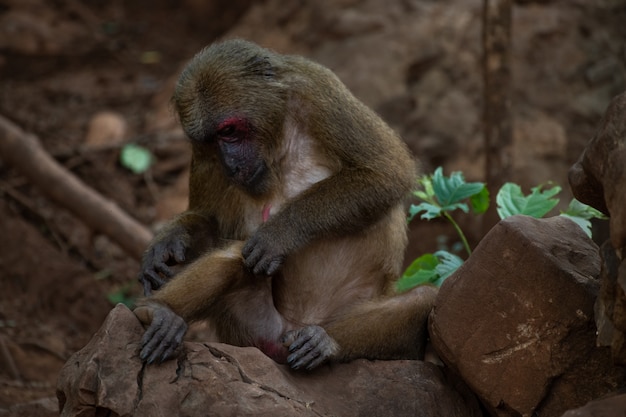 Macachi muniti ceppo che riposano sulla roccia in foresta, Tailandia