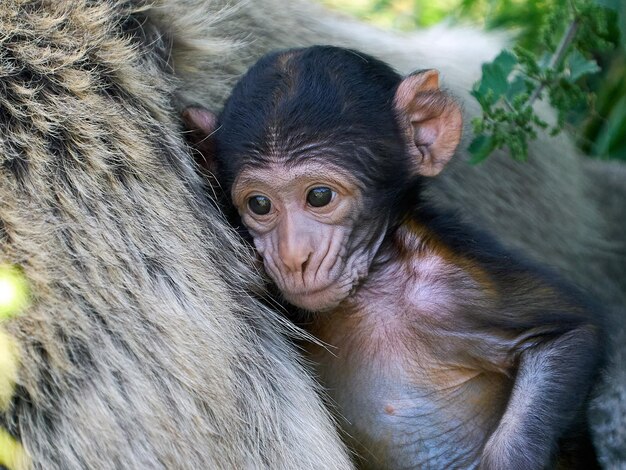 Macaco berbero Macaca sylvanus