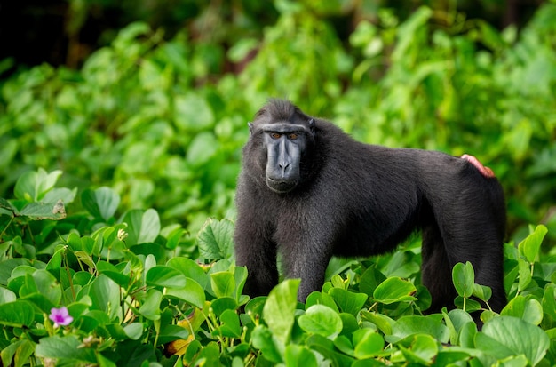 Macaco crestato di Celebes tra la vegetazione tropicale Indonesia Sulawesi