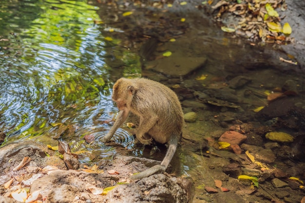 Macaco dalla coda lunga, Macaca fascicularis in cerca di cibo nel fiume. La foresta delle scimmie a Ubud, Bali, Indonesia