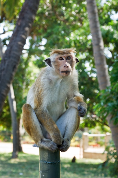 Macaco dalla coda lunga