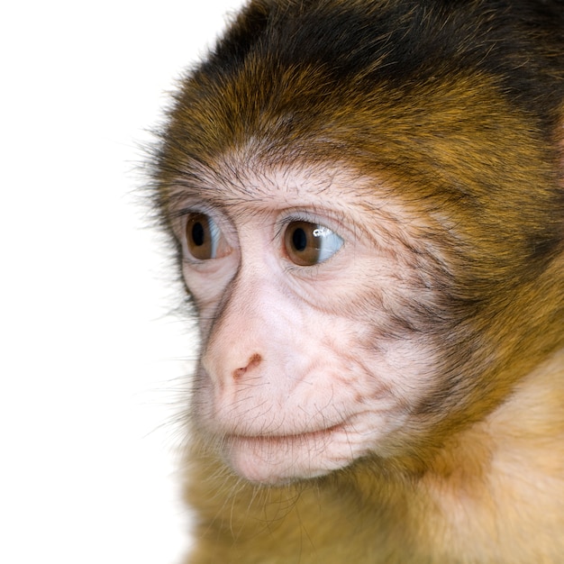 Macaco di Barbary del bambino (3 mesi) su bianco
