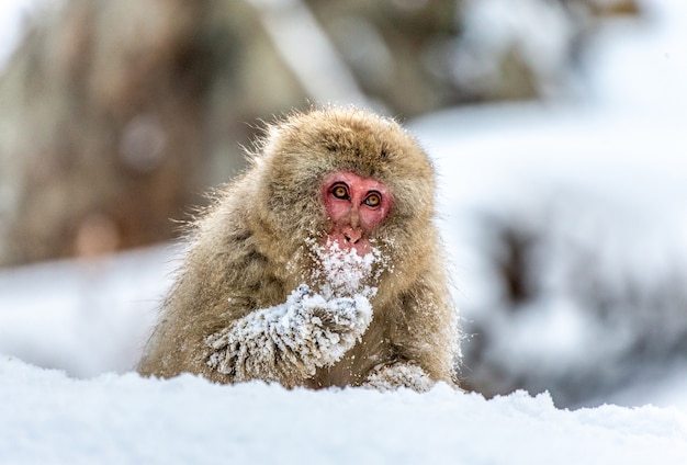 Macaco giapponese seduto nella neve