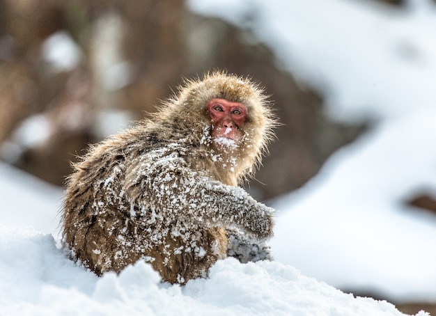 Macaco giapponese seduto nella neve