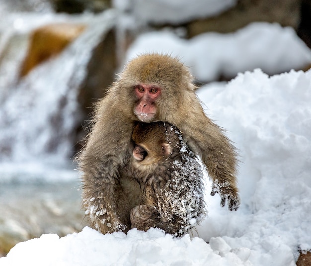 Macaco giapponese seduto nella neve