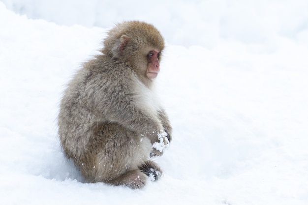 Macaco giapponese solitario nella neve