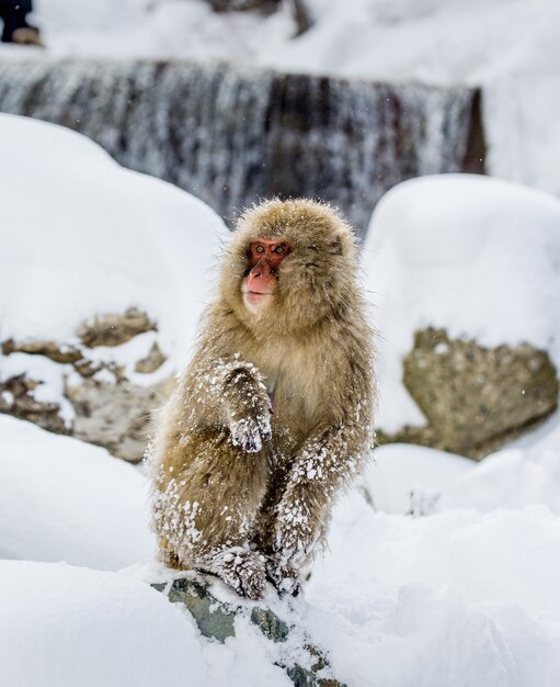 Macaco giapponese sulle rocce vicino alle sorgenti calde