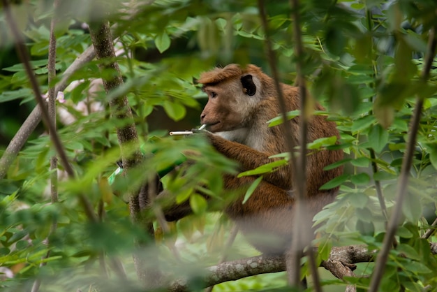 Macaco marrone intelligente seduto su un ramo di un albero dietro le foglie verdi e tenendo il succo in una mano e una cannuccia nell'altra mano