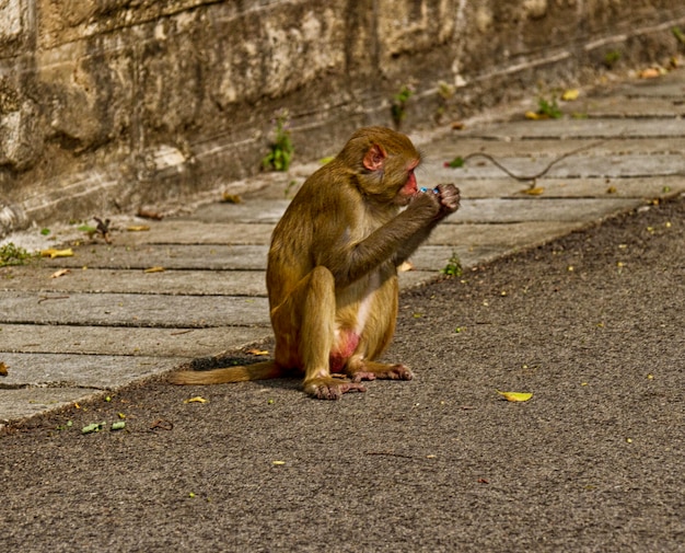 Macaco Rhesus della scimmia selvaggia