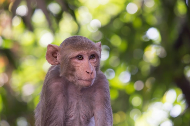 Macaco Rhesus seduto sotto l'albero