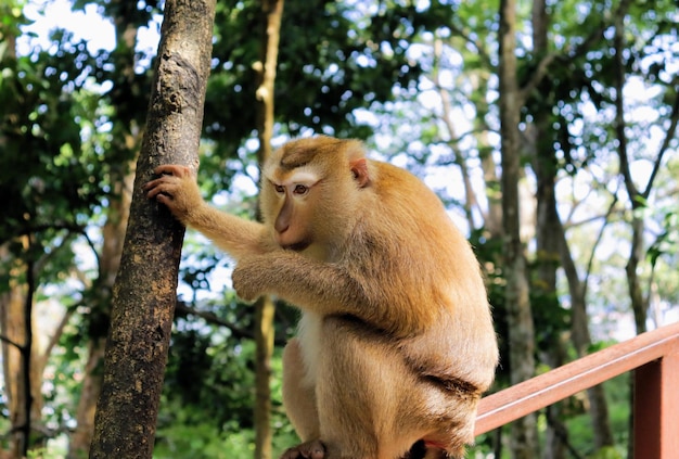 Macaco rosso nel parco naturale