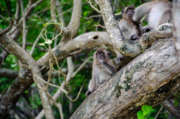 Macaco seduto su un albero di mangrovie. Macaca fascicularis