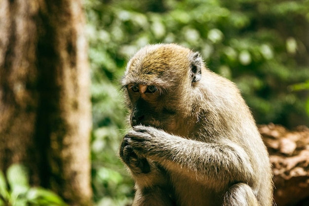 Macaco selvatico che mangia frutta nella foresta tropicale in Thailandia