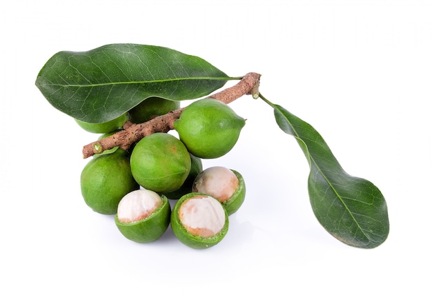 Macadamia