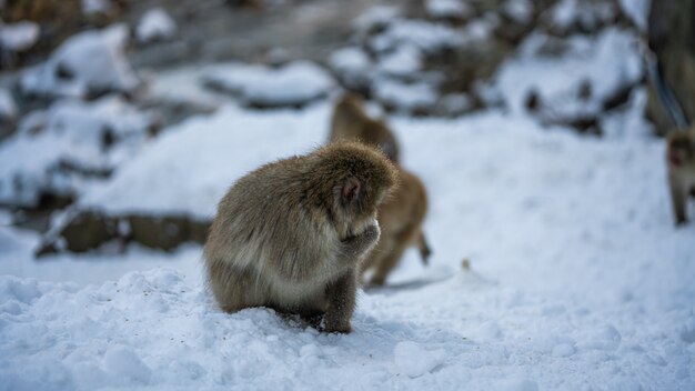 Macaque Wildlife Animal