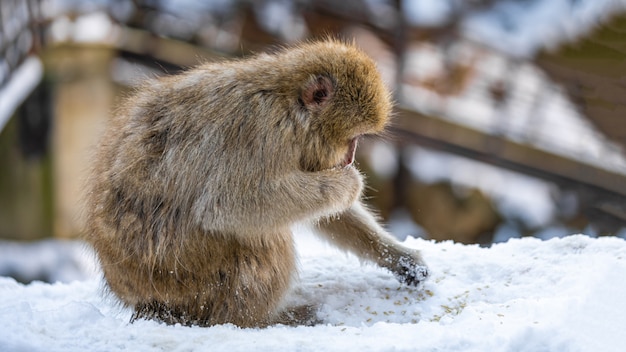 Macaque Wildlife Animal