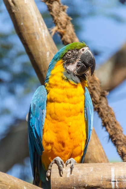 Macaw appoggiato su un ramo di albero all'aperto a Rio de Janeiro in Brasile.