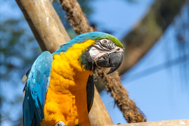 Macaw appoggiato su un ramo di albero all'aperto a Rio de Janeiro in Brasile.