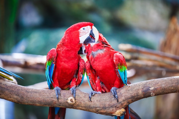 Macaws variopinti che si siedono sul ceppo di legno